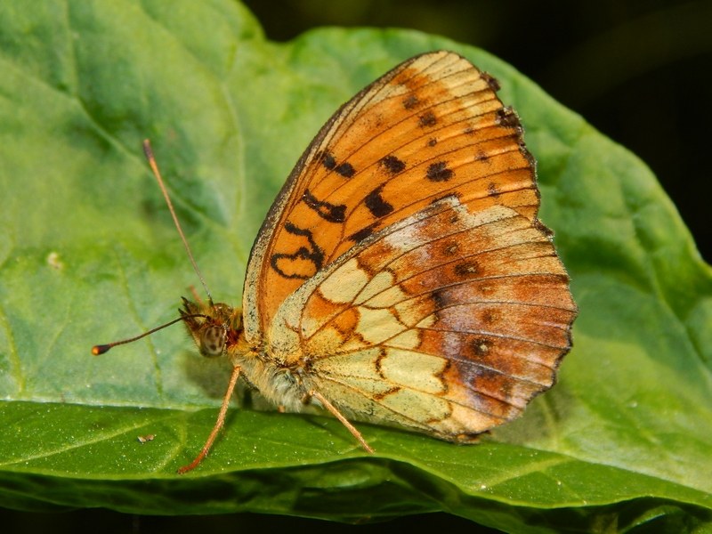 Brentis daphne: parco del ticino